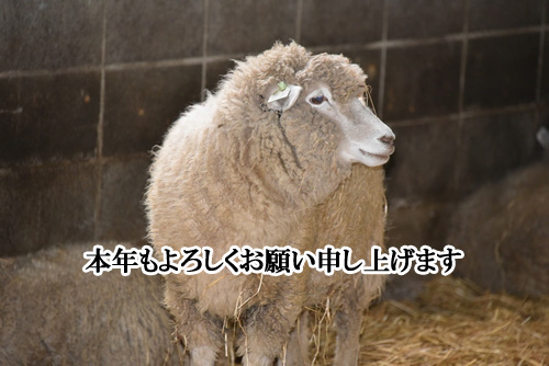 2015年　未年